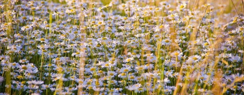 Film prezentujący Multimedialną Grę Edukacyjną BioSmartFarm
