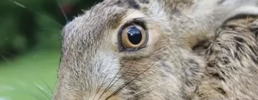 Poradnik - ,,Zrównoważone rolnictwo w służbie bioróżnorodności