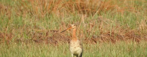Okres lęgowy ptaków