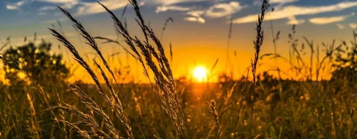 Jak pomóc bioróżnorodności podczas suszy ?