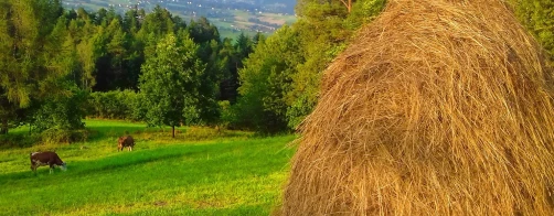 Sieci LGD – obowiązek czy szansa?