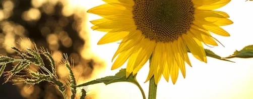 Film konkursowy z ZCKR  w Nakle Śląskim