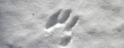 Wilki w polskich wsiach.