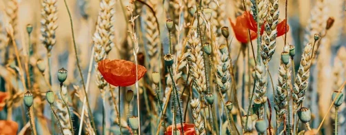 Film konkursowy z ZSCKR  w Golądkowie