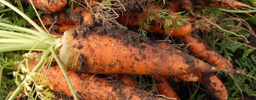 Biologiczne metody ochrony roślin