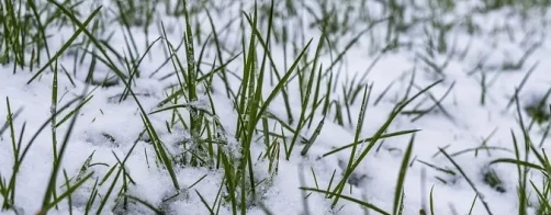 Bezpieczna dla bioróżnorodności uprawa ozimin