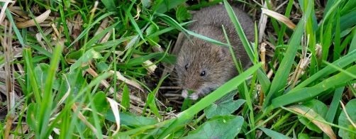 Jak radzić sobie z nornikami ?