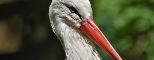 Jak budować gniazda dla bocianów ?