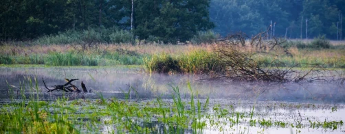 Ograniczenie zanieczyszczenia azotem pochodzenia rolniczego metodą poprawy jakości wód