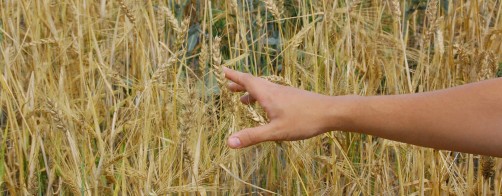 Wsparcie finansowe dla rolników dostosowujących się do 