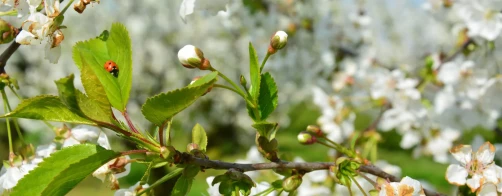 Zaproszenie - Problemy nawadniania i fertygacji w gospodarstwach ogrodniczych a ochrona wód