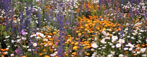 Czym jest bioróżnorodność?