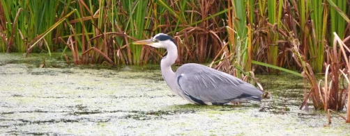 Co to jest strefa ekotonowa?