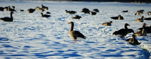 Bioróżnorodność w Polsce