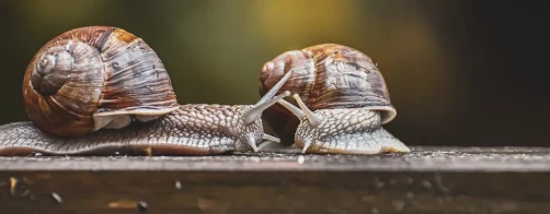 Konwencja o różnorodności biologicznej