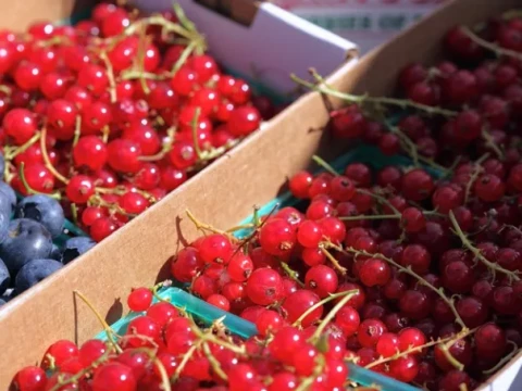 Przedsiębiorczość wiejska, koncepcja rozwoju