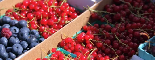 Przedsiębiorczość wiejska, koncepcja rozwoju