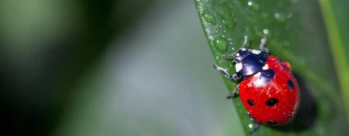 Zrównoważone rolnictwo w służbie bioróżnorodności