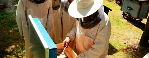 Krajowy Program Wsparcia Pszczelarstwa na lata 2020-2022.