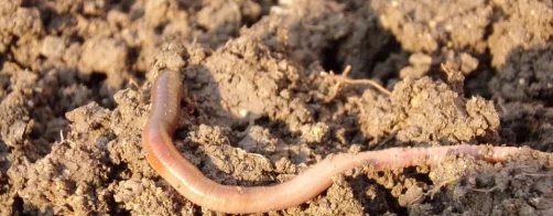 Bioróżnorodność ekosystemów glebowych
