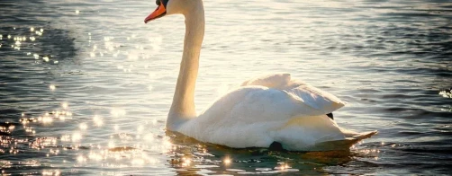 Bioróżnorodność ekosystemów wodnych