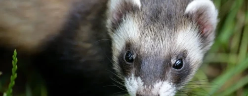 Ssaki krajobrazu rolniczego