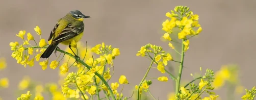 Ptaki krajobrazu rolniczego