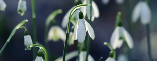 System Wymiany Informacji o Różnorodności Biologicznej