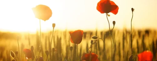 Program ochrony i zrównoważonego użytkowania różnorodności biologicznej