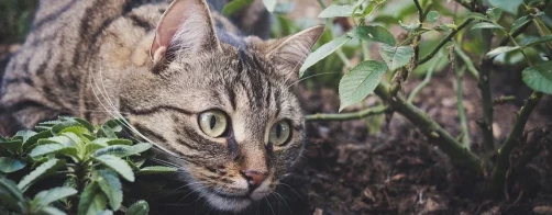 Wpływ kotów na bioróżnorodność