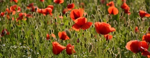 Zaproszenie na seminarium : WDRAŻANIE DYREKTYWY NEC ORAZ KONKLUZJI BAT W ZAKRESIE REDUKCJI EMISJI AMONIAKU Z ROLNICTWA