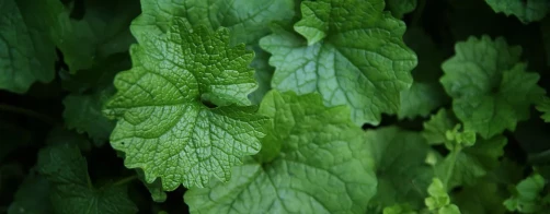 Międzynarodowy Rok Zdrowia Roślin