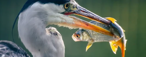 Masowe  śnięcie ryb