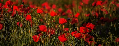 Raport ewaluacyjny z realizacji projektu „Zrównoważone rolnictwo w służbie bioróżnorodności”