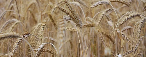 FDPA na Krajowych Dniach Pola 2022 w Płońsku