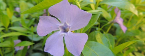 Kolejna impreza organizowana w ramach lokalnych inicjatyw ekologicznych - 1 października, Park Szczęśliwicki