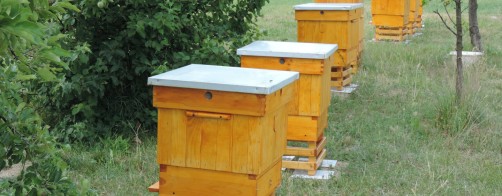 Miodobranie w Sobolewie