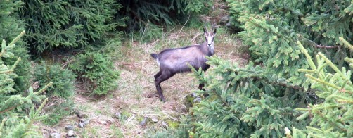 Raport z obeserwacji kozic i innych rzadkich zwierząt m. in. Ssaków, ptaków, płazów itd. w Masywie Śnieżnika