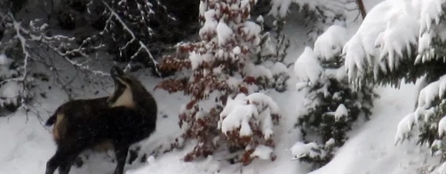 Observation of chamois