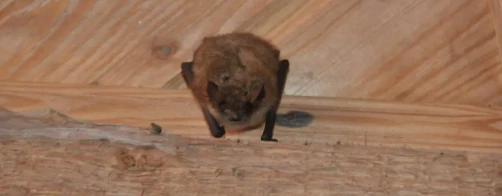 Bat observatory combined with the development of their habitat and a comprehensive form of education