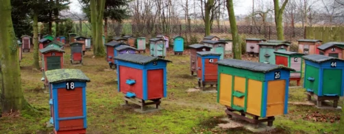 Countering the decline of pollinating insects