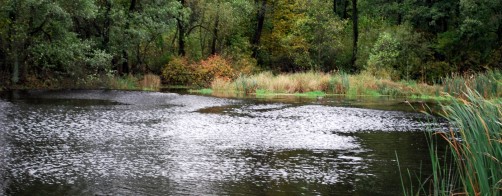 Raport z realizacji projektu \