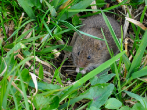 Dobre praktyki rolnicze