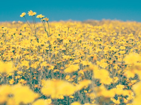 Fundusz pożyczkowy FDPA